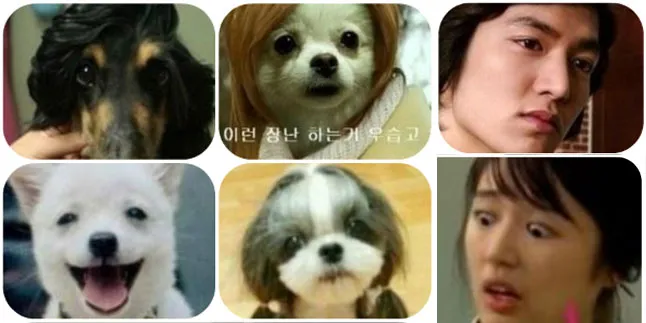 Wow, Anjing-Anjing Ini Mirip Seleb Korea! Wow, Anjing-Anjing Ini Mirip Seleb Korea!