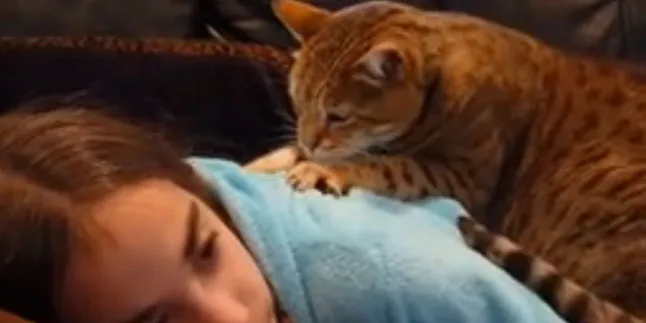 Wow Enaknya Treatment Pijat Kucing Ini!