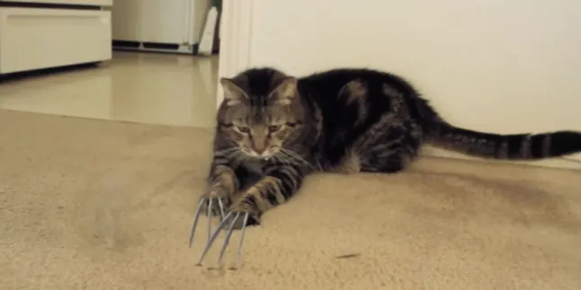 Wow, Kucing Ini Punya Cakar Setajam Wolverine!