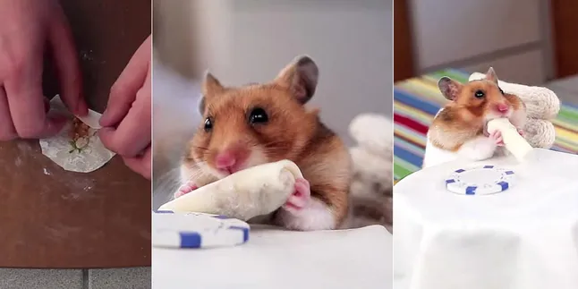 Yuk Intip Lucunya Hamster Kecil Ini Saat Makan Dalam Sekali Lahap Yuk Intip Lucunya Hamster Kecil Ini Saat Makan Dalam Sekali Lahap