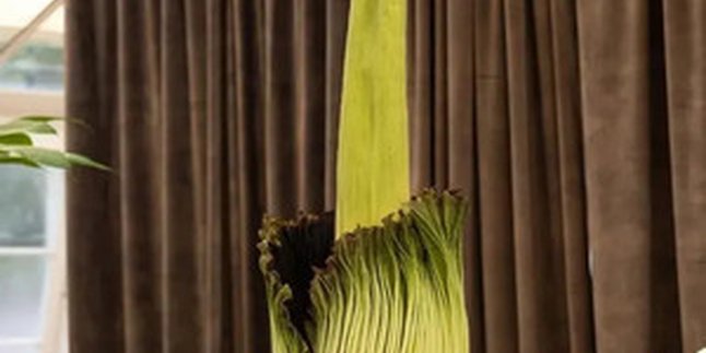 Australian Citizens Willing to Queue to Smell the Rare Corpse Flower