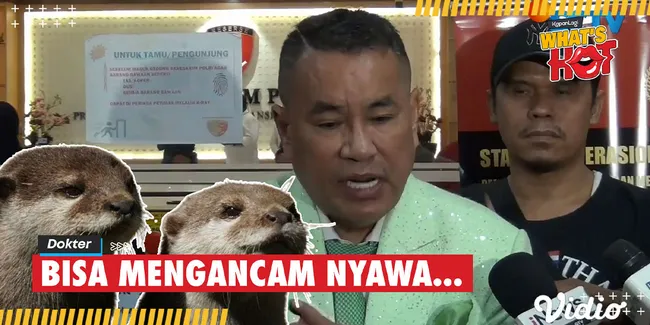 Hotman Paris Sakit Akibat Digigit Berang-Berang, Apa Saja Risikonya?