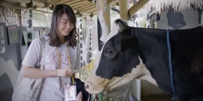 Liburan Asyik! Member JKT48 Perah Cantik Susu Sapi