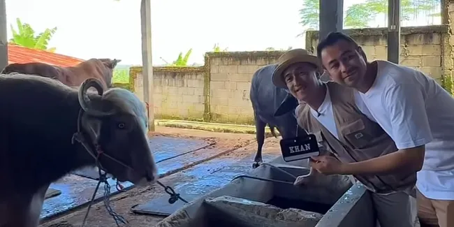 7 Potret Raffi Ahmad Borong Sapi Jumbo Irfan Hakim untuk Idul Adha