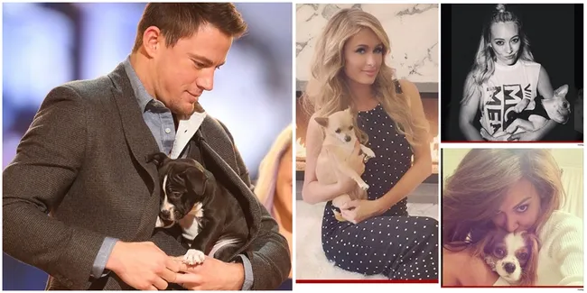 Bikin Gemas! Potret Selebritis Hollywood Dengan Anjing Kesayangan