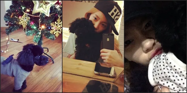 Lucunya Anjing Milik Taeyeon Girls Generation - Ginger