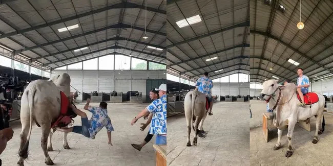 Potret Detik-detik Raffi Ahmad Terjatuh dari Sapi Saat Syuting di Peternakan Irfan Hakim, Langsung Jalani CT Scan