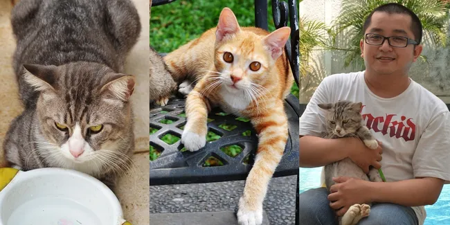 Unyu Banget - Kucing Herichan Yang Bikin Kamu Jatuh Cinta