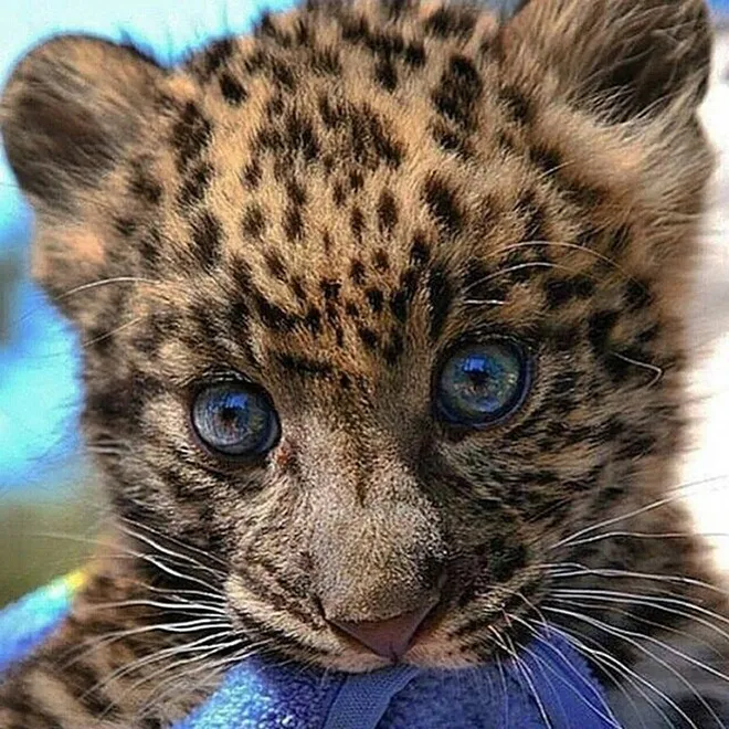 Akun Instagram Hewan-Hewan Lucu Ini Bikin Kamu 'Greget 