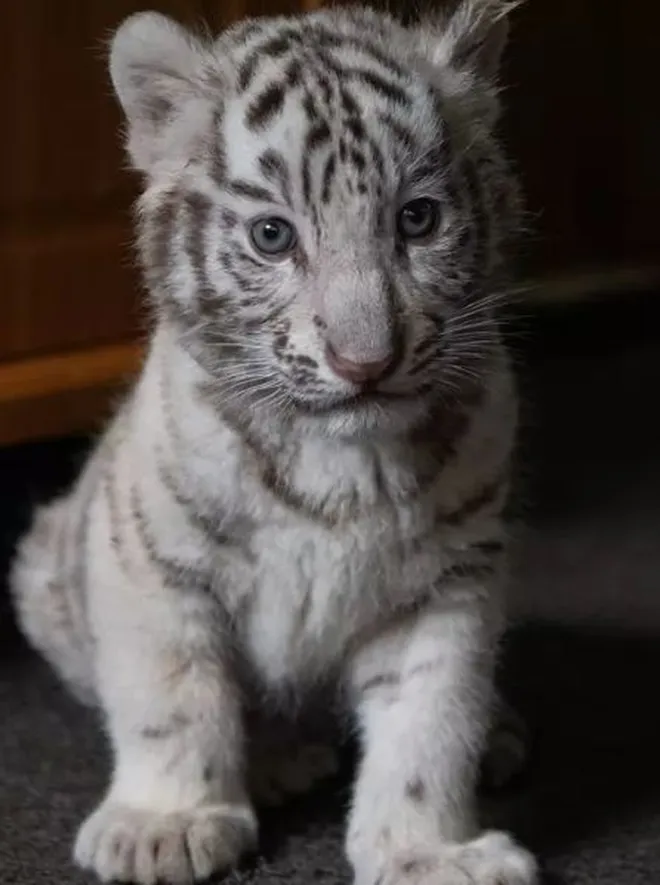 Ditemui di kawasan Gunawarman, Jakarta Selatan, Titiek mengaku meletakkan prioritas pertama untuk negeri tercintanya. 