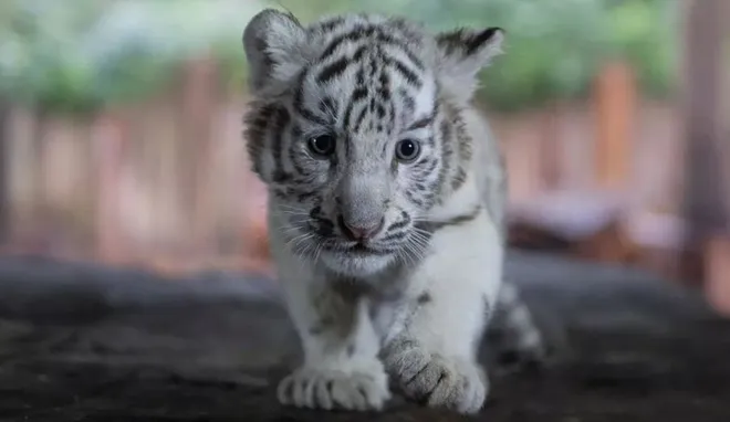 Ditemui di kawasan Gunawarman, Jakarta Selatan, Titiek mengaku meletakkan prioritas pertama untuk negeri tercintanya. 