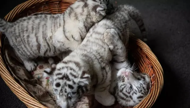 Ditemui di kawasan Gunawarman, Jakarta Selatan, Titiek mengaku meletakkan prioritas pertama untuk negeri tercintanya. 