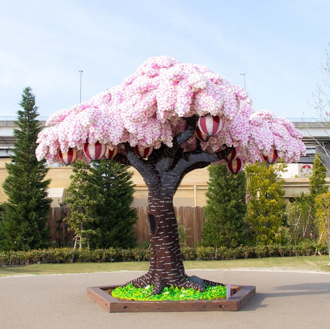 Bunga Sakura Ini Akan Berbunga Sepanjang Tahun Penasaran