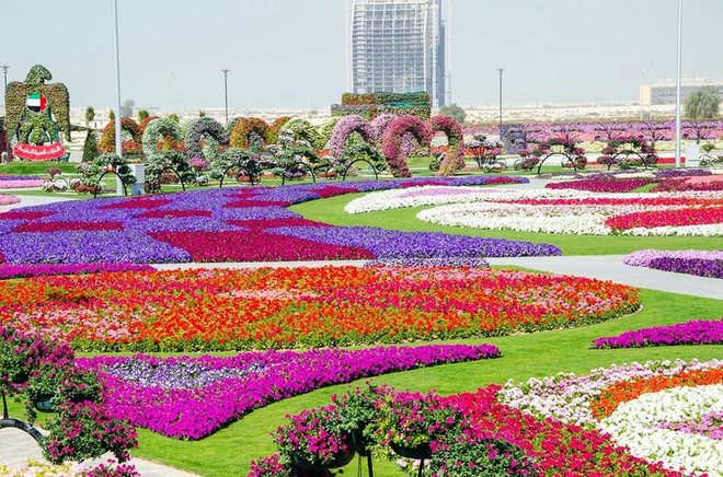 Dubai Miracle Garden Taman Bunga Terbesar Dan Terindah Di