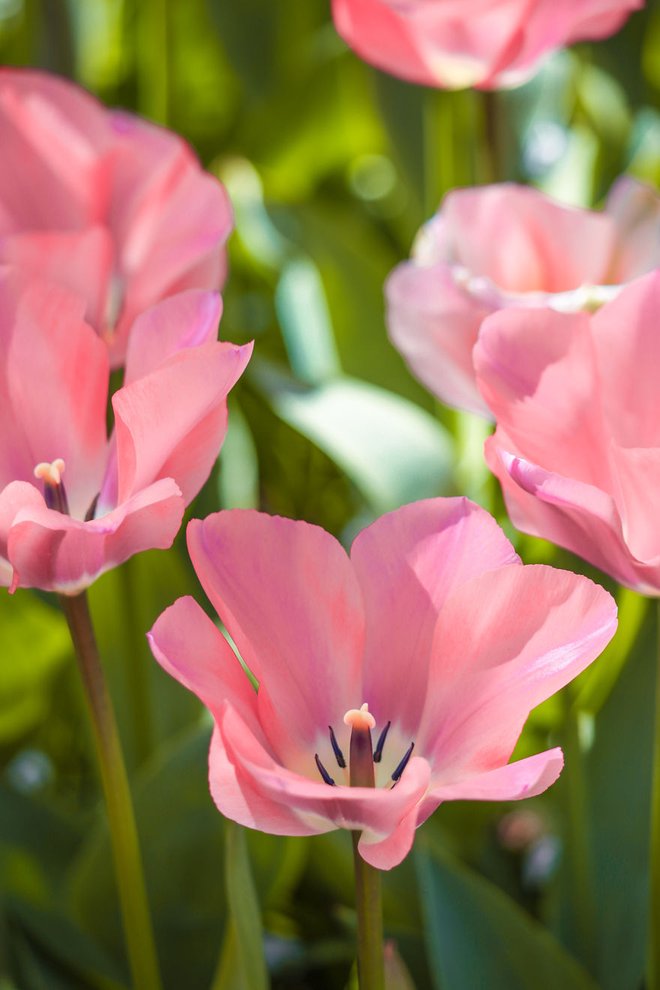 Foto Begini Pemandangan Cantik 7 Juta Bunga Tulip Di