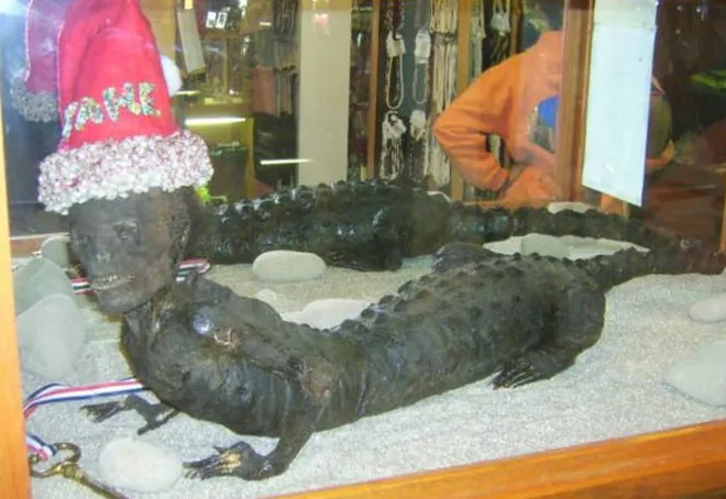 [FOTO] Bikin Geger, Ditemukan Aligator Dengan Kepala 