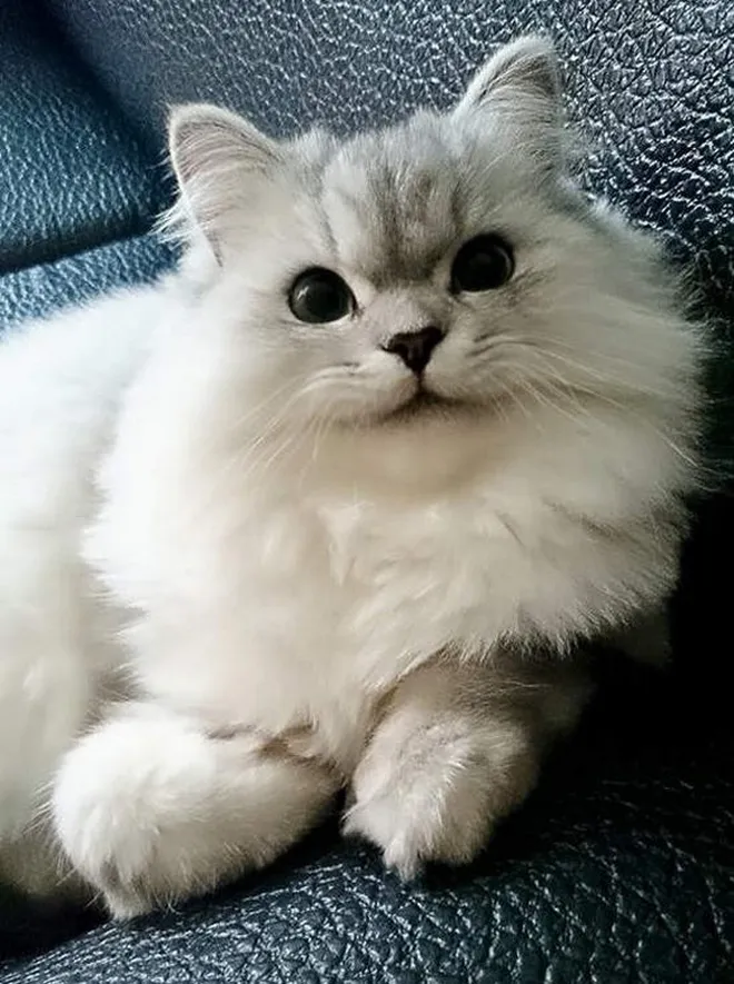 Кошки Породы Шиншилла Фото