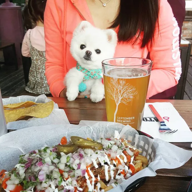 FOTO: Mango, Anjing Pomeranian Asal Korea Yang Unyu Bak 