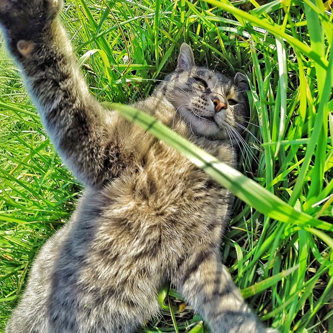 FOTO: Manny Si Kucing Selfie, Gayanya di Depan Kamera Lucu Abis | Plus