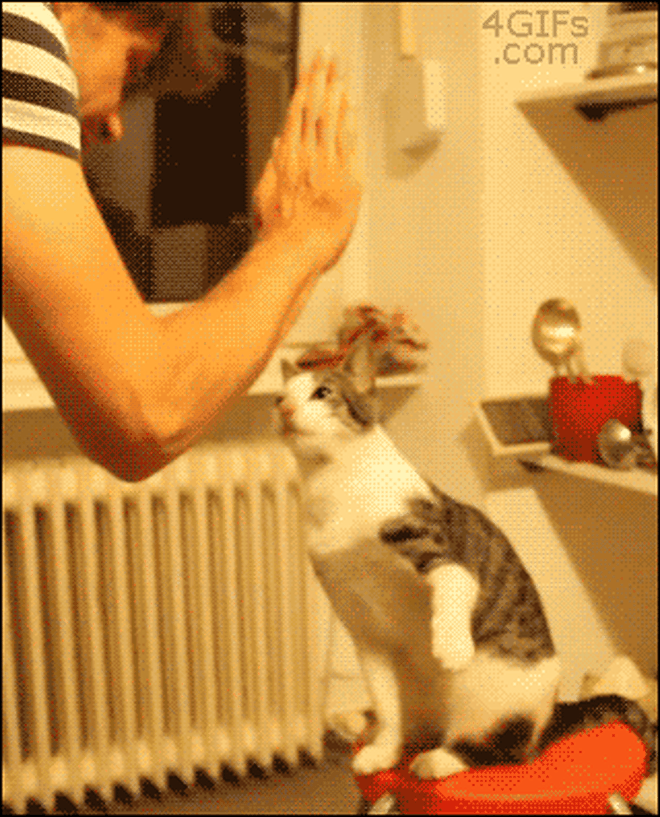 Gambar Gif Lucu Bikin Ngakak Gambar Lucu Bikin Ngakak