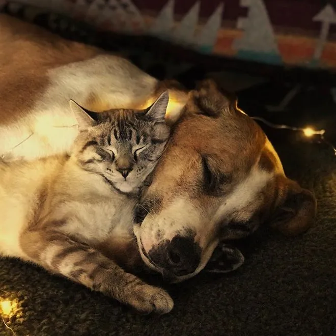 Inilah Kisah Pertemanan Antara Kucing Dan Anjing Benar Benar Ada