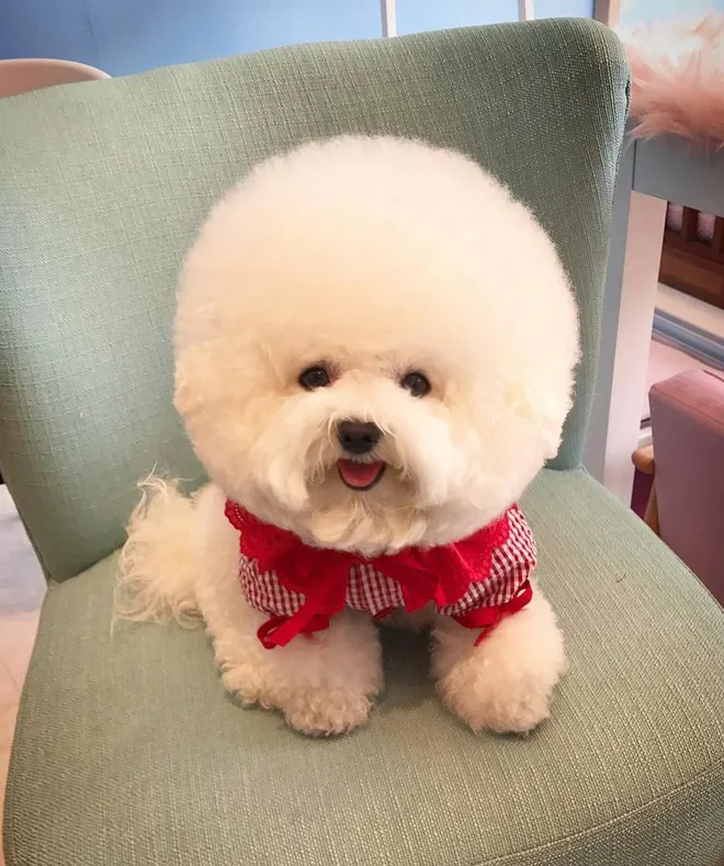 Lucunya Tori Anjing Dari Korea Berkepala Bulat Dan Suka Senyum
