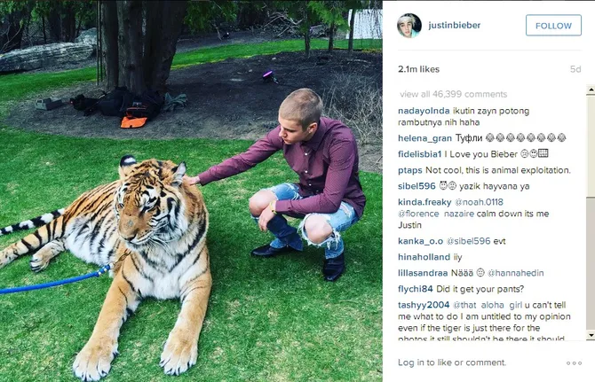 gara-gara hewan ini, aktivis marah besar kepada justin bieber