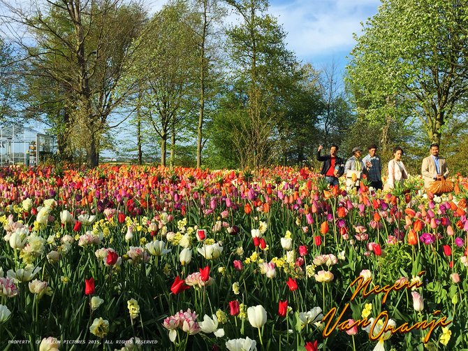 Film NEGERI VAN ORANJE hadirkan keindahan kebun  tulip 