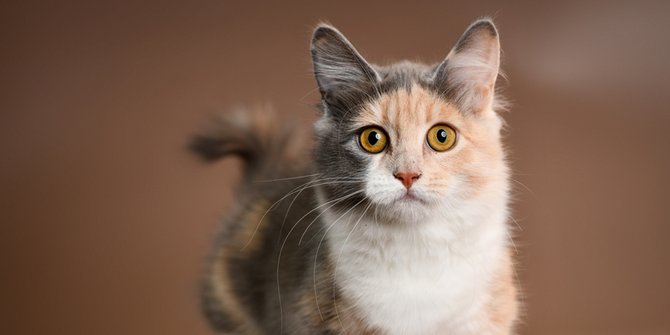 10 Foto Kucing Lucu dari Ras Munchkin, Berkaki Pendek dengan Bulu Halus Aneka Warna