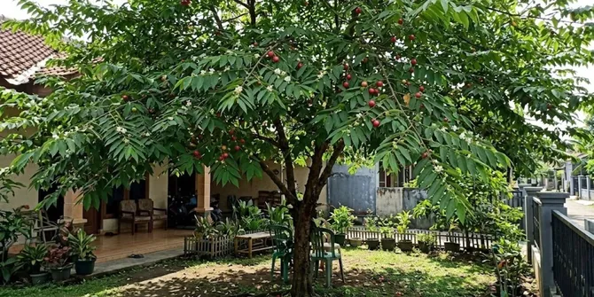 10 Pohon Daun Lebat yang Tidak Mudah Rontok, Cocok untuk Taman Rumah