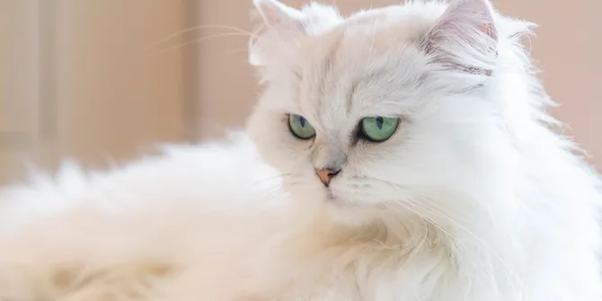 10 Ras Kucing Lucu Pemegang Kasta Paling Mahal, Cuma Sultan yang Punya
