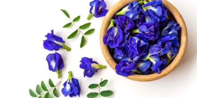 3 Resep Menarik Minuman Bunga Telang, Solusi Alami untuk Menurunkan Kolesterol!