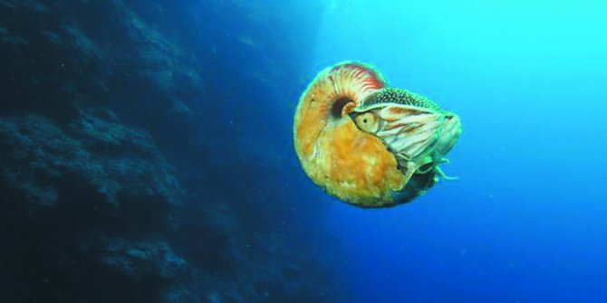 31 Tahun Hewan  Laut  Paling Aneh dan Langka Ini Ditemukan 