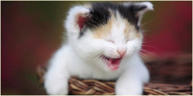 Anak Kucing  Terlucu  di Dunia Ini Bikin Hatimu Meleleh 