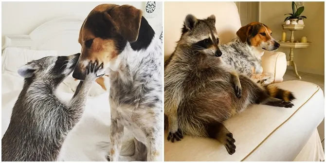 Aneh, Kok Bisa Sih Rakun Ini Jadi Merasa Mirip Binatang Anjing? Plus
