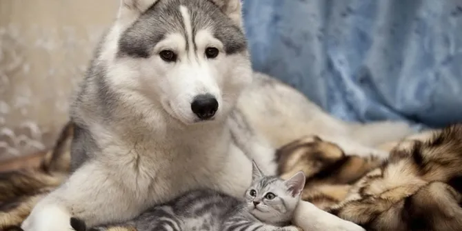Anjing Cupu Badannya Gede Tapi Takut Dengan Kucing Kecil Plus
