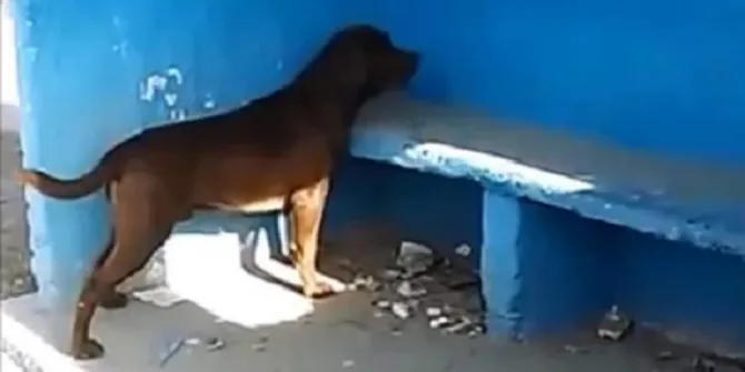 Anjing Ini Terus Menatap Dinding Biru Selama 3 Hari Dan Tak Ada