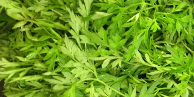 Begini Cara Konsumsi Daun Kenikir untuk Atasi Hipertensi dan Cegah Kanker