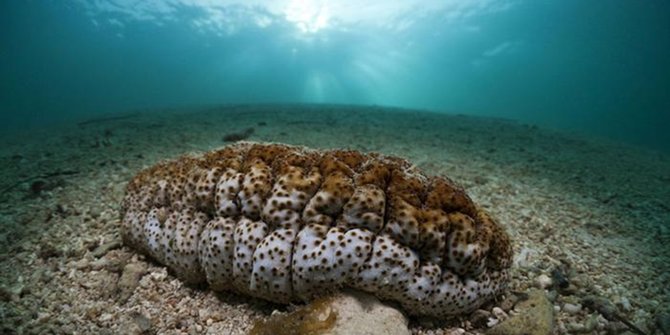 Bentuknya Aneh Dan Jijik Hewan Laut Ini Bikin Penasaran Plus