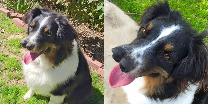 Berakhir Di Sirkus Nasib Anjing Berhidung Dua Ini Bikin Sedih