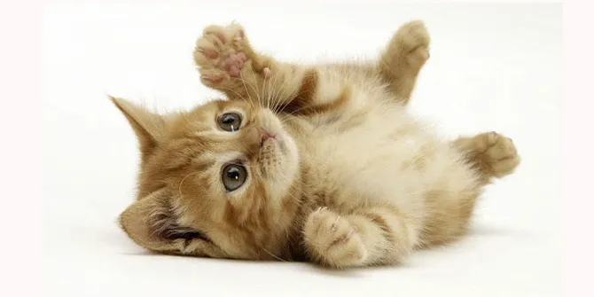 78 Gambar Gambar Kucing Gemes Terlihat Keren 78 Gambar Gambar Kucing Gemes Terlihat Keren