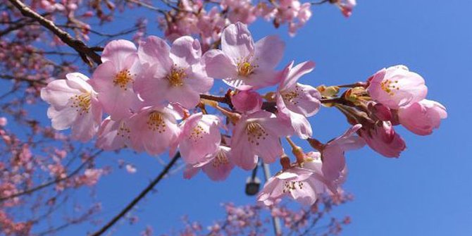  Bunga  Sakura  Diklaim Milik Korea  Selatan Plus Kapanlagi com