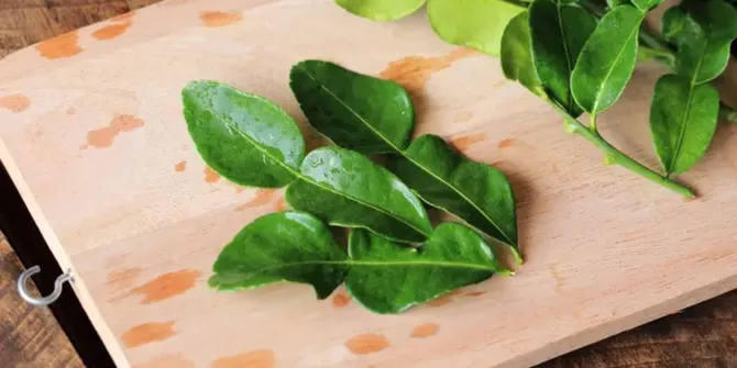 Cara Ampuh Menyimpan Daun Jeruk agar Selalu Segar hingga Seminggu, Tanpa Kulkas