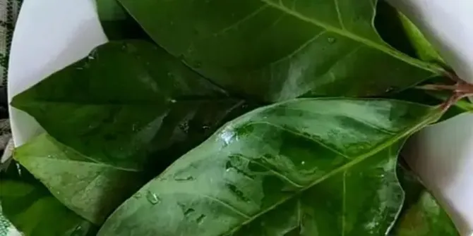 Cara Ampuh Menyimpan Daun Salam, Tetap Segar, Tahan Lama, dan Super Praktis