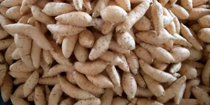 Cara Memanggang Ubi Cilembu agar Mengeluarkan Madu Alami Tanpa Oven dan Air Fryer