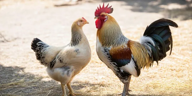Cara Membedakan Ayam Jantan dan Betina Sesuai Umur