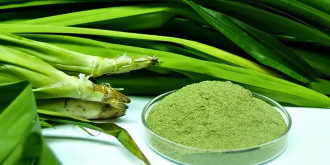 Cara Mengolah Daun Pandan, Solusi Alami untuk Menurunkan Gula Darah dan Kolesterol