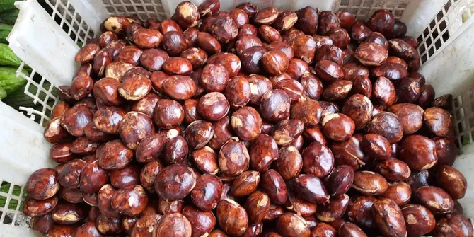 Cara Merebus Jengkol Empuk dan Bebas Bau dalam 30 Menit dengan 2 Bahan Ajaib