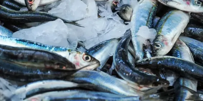 Cara Sederhana Menghapus Formalin dari Ikan Segar, Cukup Pakai 1 Bahan Dapur Ini