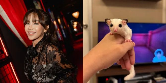 Dari Lucu Jadi Bikin Repot, Janita Gabriela Ungkap Serunya Rawat Sugar Glider